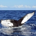 whale_humpback_sb_h_1196_dom1244.jpg